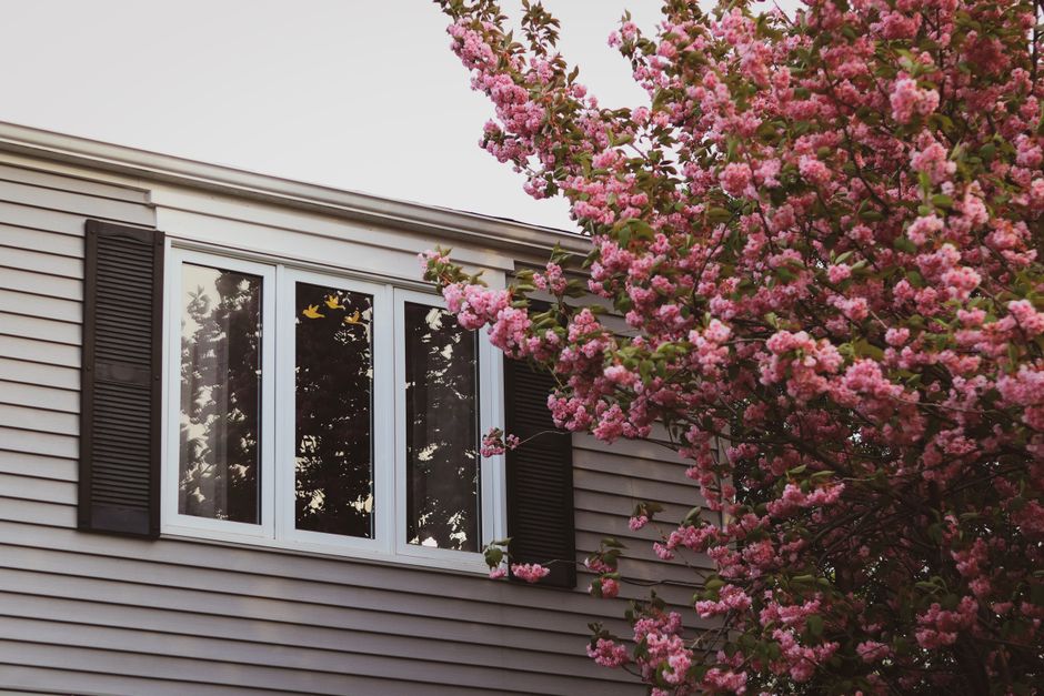 Beautiful pink blossoms adorn a house exterior with white windows and black shutters.